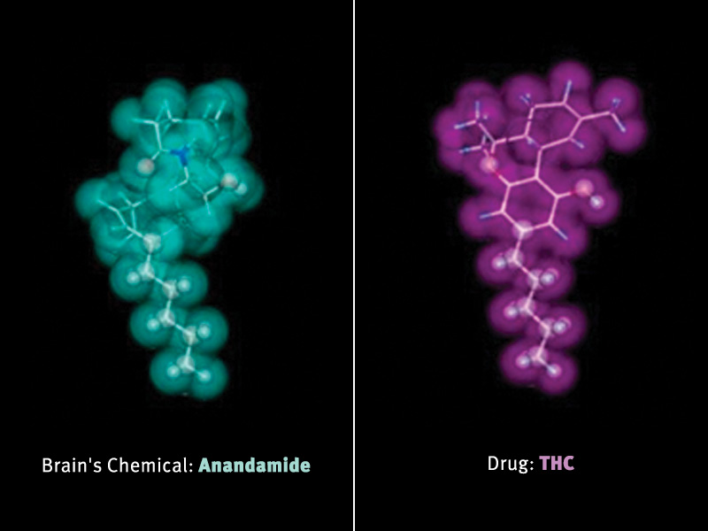 Anandamide vs THC
