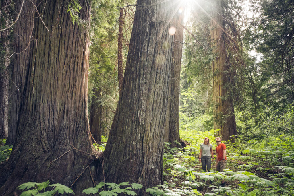 Ancient Cedars Trail, Forest Bathing