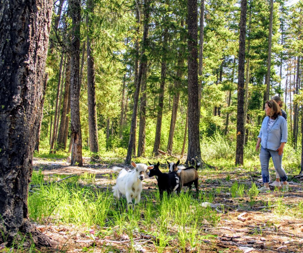 Forest Bathing with Goats