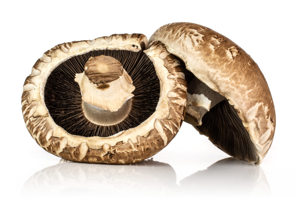 mushroom